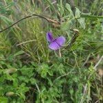 Vigna frutescens Blüte