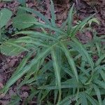 Pteris cretica Blatt