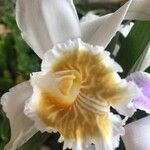 Sobralia chrysostoma 花