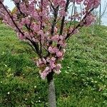 Prunus serrulataКветка