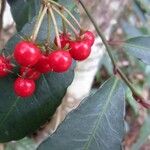 Ardisia crenata Plod