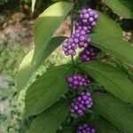 Callicarpa dichotoma Meyve