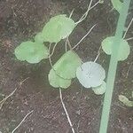 Hydrocotyle verticillata Feuille