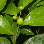 Casearia coronata 果實