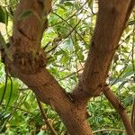 Vitex trifolia Bark