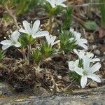 Arenaria aggregata Floare