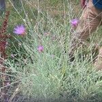 Xeranthemum cylindraceum Flower