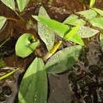 Orontium aquaticum Habit