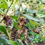 Acacia mangium Плод