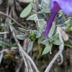 Linaria alpina Плод