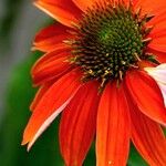 Echinacea purpurea Sonstige