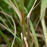 Carex hartmaniorum Bark