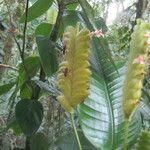 Calathea lasiostachya Flor