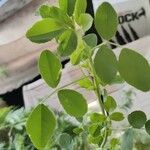 Medicago rigidula Likasa