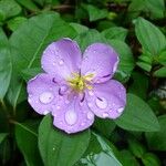 Heterotis decumbens Blüte