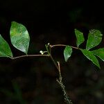 Simaba polyphylla Ліст