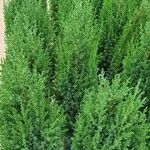 Juniperus chinensis List