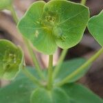 Euphorbia variabilis Arall