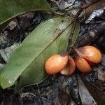 Coelocaryon preussii Fruto