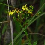 Hypericum cistifolium Квітка