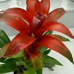Guzmania monostachia Flower