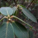 Rhododendron triflorum Flower