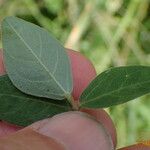 Macrotyloma axillare Leaf