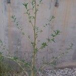 Amaranthus albus Leaf