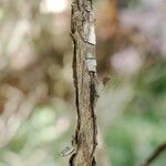 Rhododendron argyrophyllum Bark