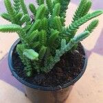 Crassula muscosa Συνήθη χαρακτηριστικά