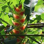 Heliconia wagneriana Õis