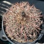 Echinocactus horizonthalonius Kůra