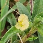 Commelina africana Virág