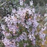 Salvia rosmarinus 花