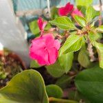 Impatiens wallerianaFlower