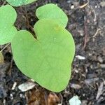 Passiflora lutea Leaf