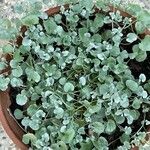 Dichondra argentea Φύλλο