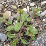 Cerastium pumilum Alkat (teljes növény)