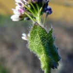 Arabis planisiliqua برگ