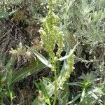 Rumex salicifolius ശീലം