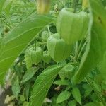 Physalis pumila Leaf