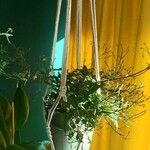 Jasminum polyanthum Hábito