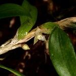 Bulbophyllum absconditum Froito