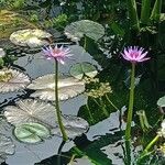 Nymphaea nouchali 整株植物