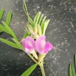 Vicia sativaᱵᱟᱦᱟ