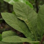 Amasonia campestris Fruit