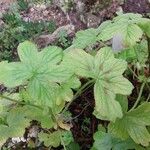 Pelargonium multibracteatum Leaf