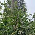 Echium pininana Flower
