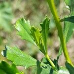 Baccharis tridentata Leaf