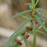 Ammannia coccinea Blüte